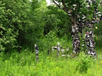 20227CrLeSh - Shoe Tree on the way home from Circle Square Ranch  Peter Rhebergen - Each New Day a Miracle